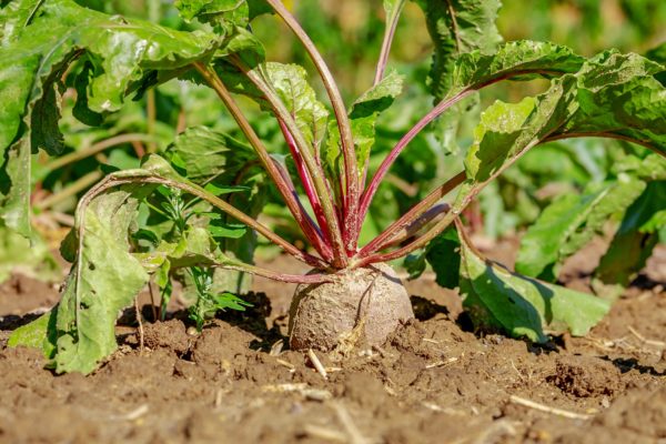 Barbabietola rossa biologica dell'Azienda Agricola Bio Bisele a Canove